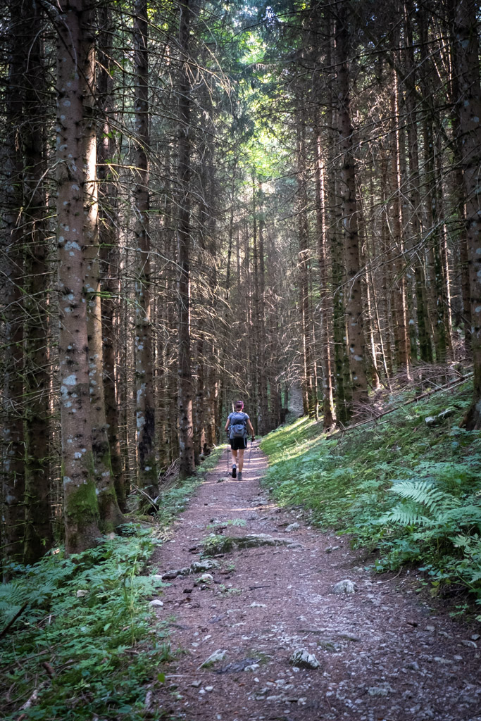 Montée dans la forêt pour rejoindre la Dent de Broc