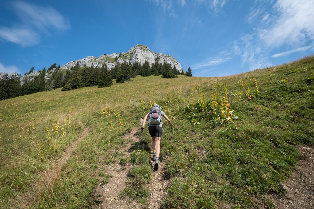 Dans le pâturage avec la vue sur la Dent de Broc