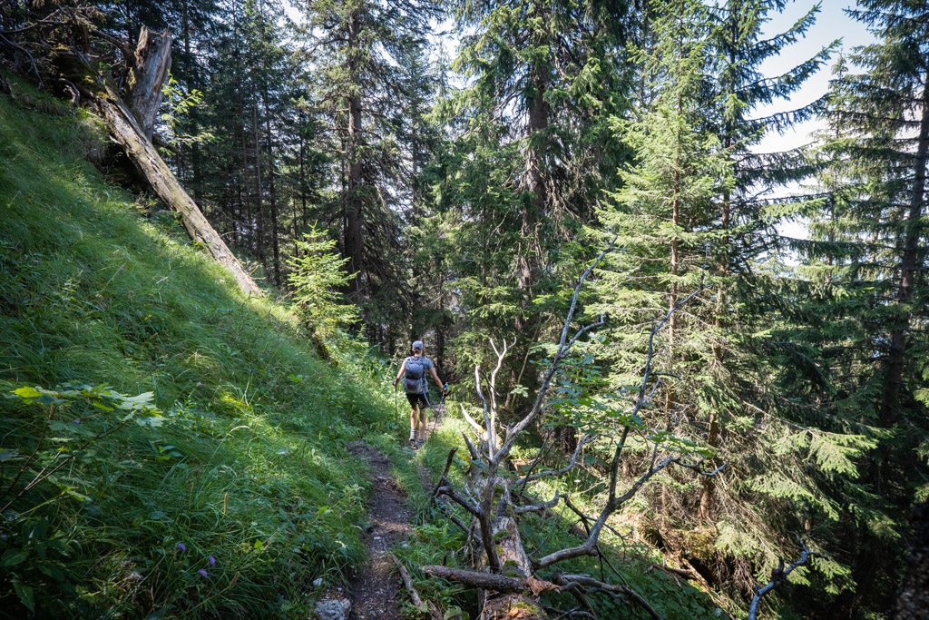 Descente en forêt