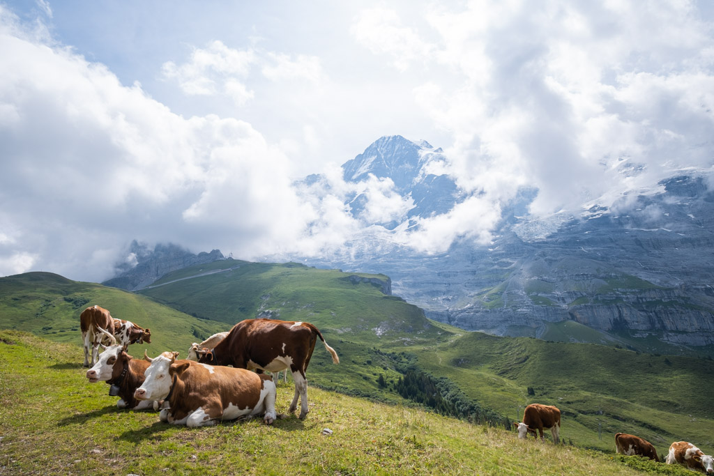 Via Alpina - Face à la Jungfrau (Berne, Suisse)